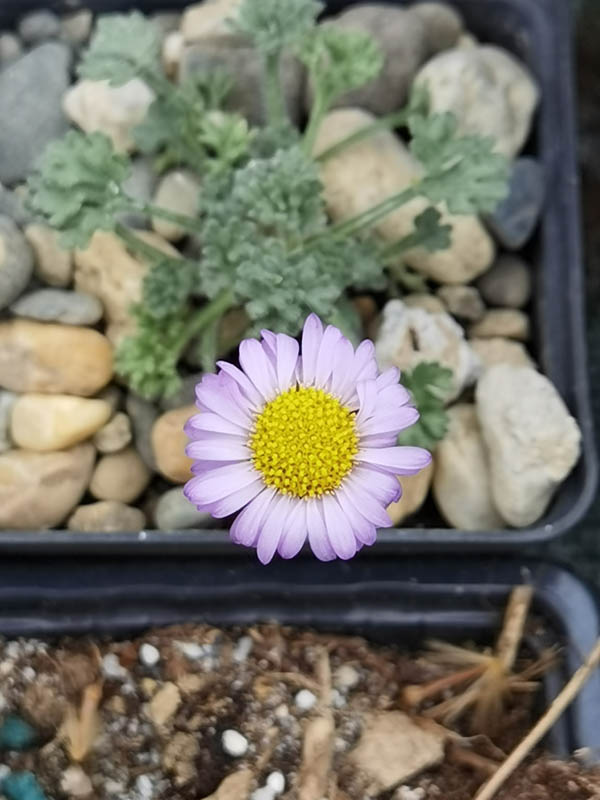 Erigeron pinnatisectus